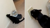 Zatekli mačku kako liže šteker: Ko zna šta im je prošlo kroz glavu