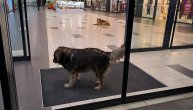 Psi se greju u TC Zemun park: Dobri ljudi pustili su ih unutra