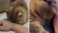 Može da zaspi svuda, ali najslađe spava na rukama vlasnice: Maca dremalica