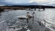 Par labuda doselio se na Smilovsko jezero: Stanovnici se nadaju da će tu i da ostanu