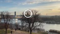 Neverovatna slika na Kalemegdanu: Čovek se popeo na drvo, svi se ponašaju kao da je to normalno