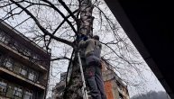 Meštani Majdanpeka se mučili četiri dana da spuste mačku sa drveta