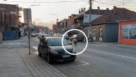 Ovan izleteo na put, isprepadao se, pukom srećom izbegao auto: Snimak koji je rastužio Kruševljane