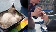 Izleglo se najslađe mladunče: Beba orla bradana stigla u zoo vrt