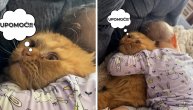 Maca je u fazonu UPOMOĆ!: Bebac toliko voli mače da ga je zagrlio iz sve snage