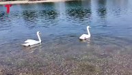 Labudovi iznenadili kupače na Adi: Klinci potrčali ka vodi da ih hrane