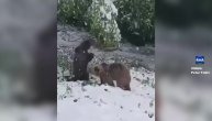 Igra medveda u snegu kod Doboja