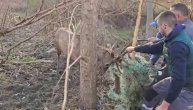 Snimak spasavanja jelena kod Arilja: Zapetljao rogove u maline, našli ga izgladnelog i iscrpljenog