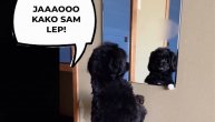 Pas se gleda u ogledalo i kao da misli: "Jaaaoo što sam leeeep"