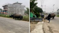 Ko se sa vatrom igra...: Čikao nosoroga pa se proveo kao bos po trnju