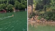 Zažalio što nije imao snimatelja: Memedović snimio predivan trenutak kada srne preplivavaju Perućac