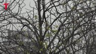 Ledena kiša očekuje Srbiju, evo i kada