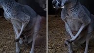 Pufnica ne želi da izađe iz torbe, jer kod mame je najlepše: Snimak preslatke prinove u Beo Zoo vrtu
