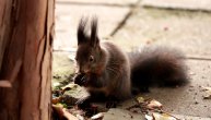 Jedna mala veverica toliko je bila gladna da se častila ispred naše kamere kao da se znamo