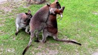 Ovo je najživlja trojka u Beo zoo vrtu: Uživajte u nestvarnom "plesu" kengura
