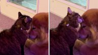 Ono kada se plašiš grmljavine, ali imaš pravog prijatelja da te čuva: Mačka teši psa dok oluja seva