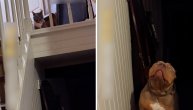 Kakva ironija: Neustrašivi pit bul "seje strah" po kraju, a plaši se mačke