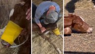 Bilo je na korak do smrti dok farmeri nisu otkrili..: Ždrebe nije moglo da sisa, danima je gladovalo
