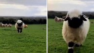 Ova ovca košta 23.000 evra: Gaji se u različite svrhe a sve češće i kao kućni ljubimac