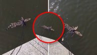 Bizarna scena na šetalištu: Dok neko šeta psa, on šeta krokodila sa sve povocem