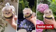 Ljubimcu obukli kostim pa dobili bumbar mače: Najslađi bumbar na svetu