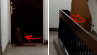 Mladunče lisice dalo sve od sebe da uđe u stan u zgradi u Majdanpeku: Tužan snimak izgubljene lije