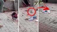 Učenik u rancu pronašao zmiju: Haos u školskom dvorištu