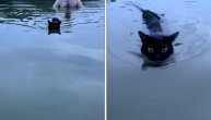 Ova maca pliva kao Nađa Higl: A mislili ste da mačke ne vole vodu
