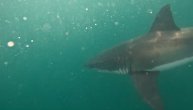 Mlade ajkule kružile oko lešine kita, a onda je iz dubina izronilo "čudovište": Neverovatan snimak