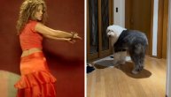 Kovrdžav je, djuska i vrcka, fali još samo da zapeva: Da li je ovaj pas u prošlom životu bio Šakira