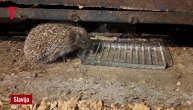 Jež pije vodu na Slaviji: Prolaznici zastaju, on se ne pomiče