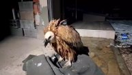 Iznemogli beloglavi sup spustio se na seosku kuću: Spasavnje ugrožene vrste u selu Sedobro
