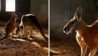 Mladunče kengura uživa sa mamom i tatom: Predivan prizor iz Beo Zoo vrta