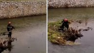 Pogledajte akciju spasavanja psa iz reke u Aleksincu