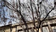 Misterija drveta u centru Pančeva: Na skoro svakoj grani je ovo stvorenje