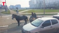 Konjska zaprega na Novom Beogradu: Uredno se zaustavio na semaforu