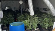 Hapšenje u Sremskoj Mitrovici zbog fabrike marihuane