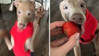Hit snimak malog italijanskog hrta koji je prvi put u životu probao jagodu