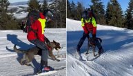 Ovo je pas heroj koji je pronašao nestalu devojčicu Dunju Marković (2) u šumi
