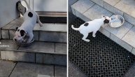 Njegova reakcija je postala hit: Pas zatekao praznu činiju za hranu
