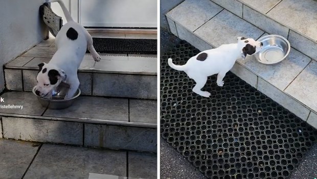 Njegova reakcija je postala hit: Pas zatekao praznu činiju za hranu