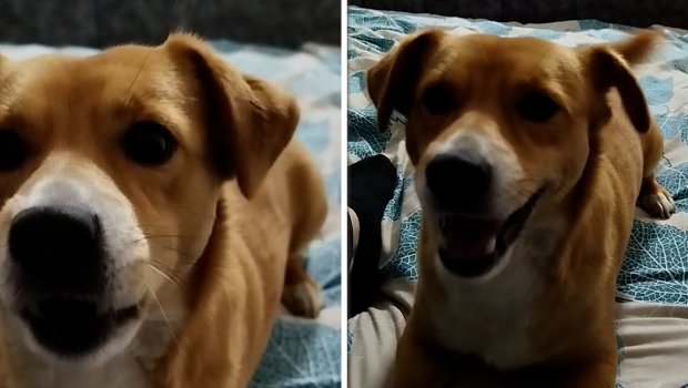 "Tužna pesma" u srce dira: Kad pas Đole iz Smedereva začuje Neverne bebe, pevuši je na svoj način
