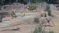 Pogledajte kako slonovi ŠTITE MLADUNCE tokom zemljotresa u San Dijegu