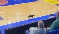 Crna mačka izletela na teren na utakmici