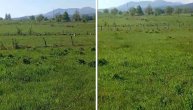 Zanemeli i meštani i prolaznici! Perdivan prizor na njivi u podnožju Zlatibora