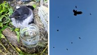 Napad vrana u Beogradu: Evo zašto su se okomile na nas