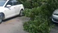 Vetar oborio drvo u Beogradu: Stablo se srušilo na parkirane automobile