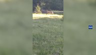Oči u oči sa opasnim vukom na 300m od porodične kuće: Radovan sa Durmitora imao neverovatan susret
