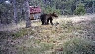 Medved snimljen kod  Vrnjačke Benje,  spustio se u naselje Stanišinci