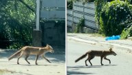 Lisica uočena na Dedinju